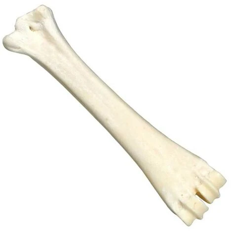 Os Au Calcium