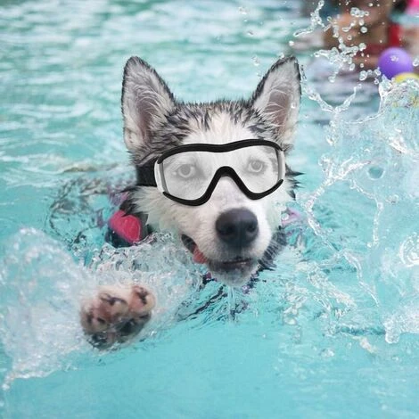 AIDUCHO Lunettes De Chien Lunettes De Soleil Pour Animaux De Compagnie Protection Oculaire Imperméable Coupe-Vent Pour Chien De Grande Et Moyenne Taille - Clair – Image 2