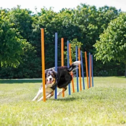 Slalom Agility Pour Chien ø 3 × 115 Cm - Animallparadise