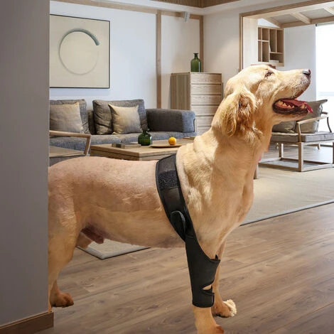 GP Attelle De Soutien De Jambe Avant Arriere Pour Chien De Recuperation D'entorse Soulage La Douleur, S – Image 5