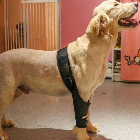 Attelle De Soutien De Jambe Avant Arriere Pour Chien De Recuperation D'entorse Soulage La Douleur, XS - GHOST – Image 4