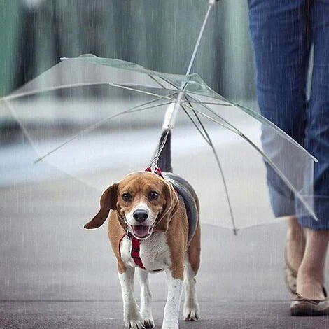 1 Pièce Parapluie Imperméable Avec Laisse Pour Chien, Animal Domestique - 77 Cm De Diamètre – Image 5