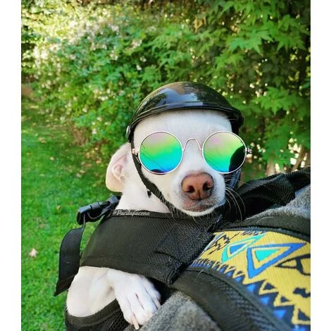 M-Casque De Chien Casque De Moto Pour Animaux De Compagnie Casquette De Sécurité Pour Chien Chat Vélo Cyclisme Casques De Chien Pour Motos Chapeau De Chien Pour Vélo Petite Taille – Image 2