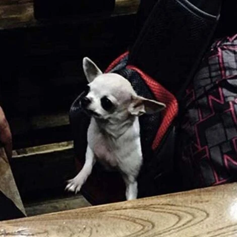 Sac De Transport Pour Chien De Compagnie, Sac À Bandoulière Mains Libres En Maille Respirante Pour Animal De Compagnie, Sangle Rembourrée Réglable, Pochette Avant, Sac À Bandoulière Unique Pour Chiens – Image 3