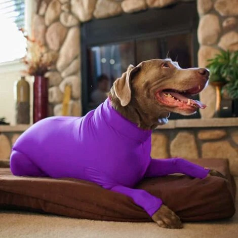 Sport Dog Onesie - Perte De Poils De Chien Pour La Maison, La Voiture, Les Voyages, L'anxiété, La Chemise Apaisante, La Protection Contre Les UV Et Les Tiques – Image 4